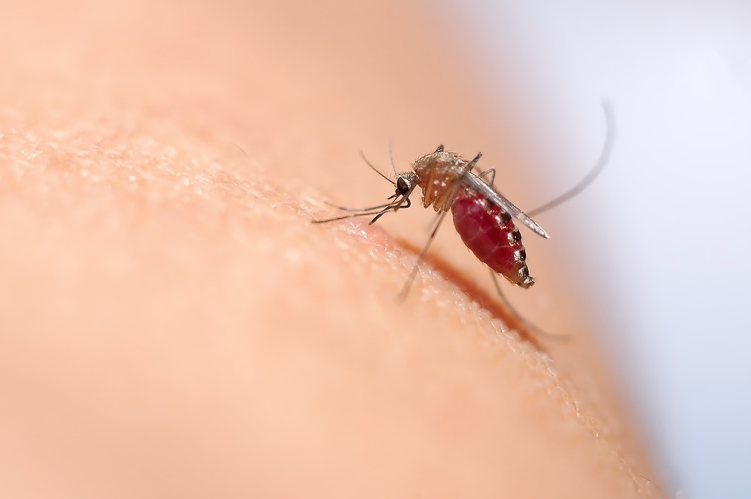 mosquito on skin