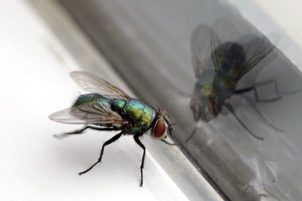 House fly on a window sill