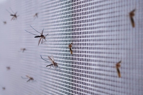 mosquitoes on a screen