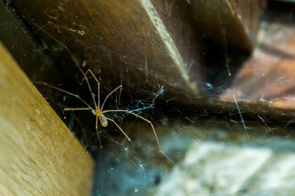 cellar spider in web