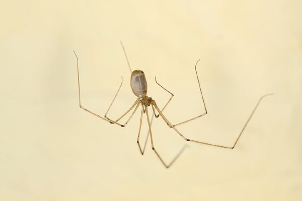 daddy long legs spider upside down