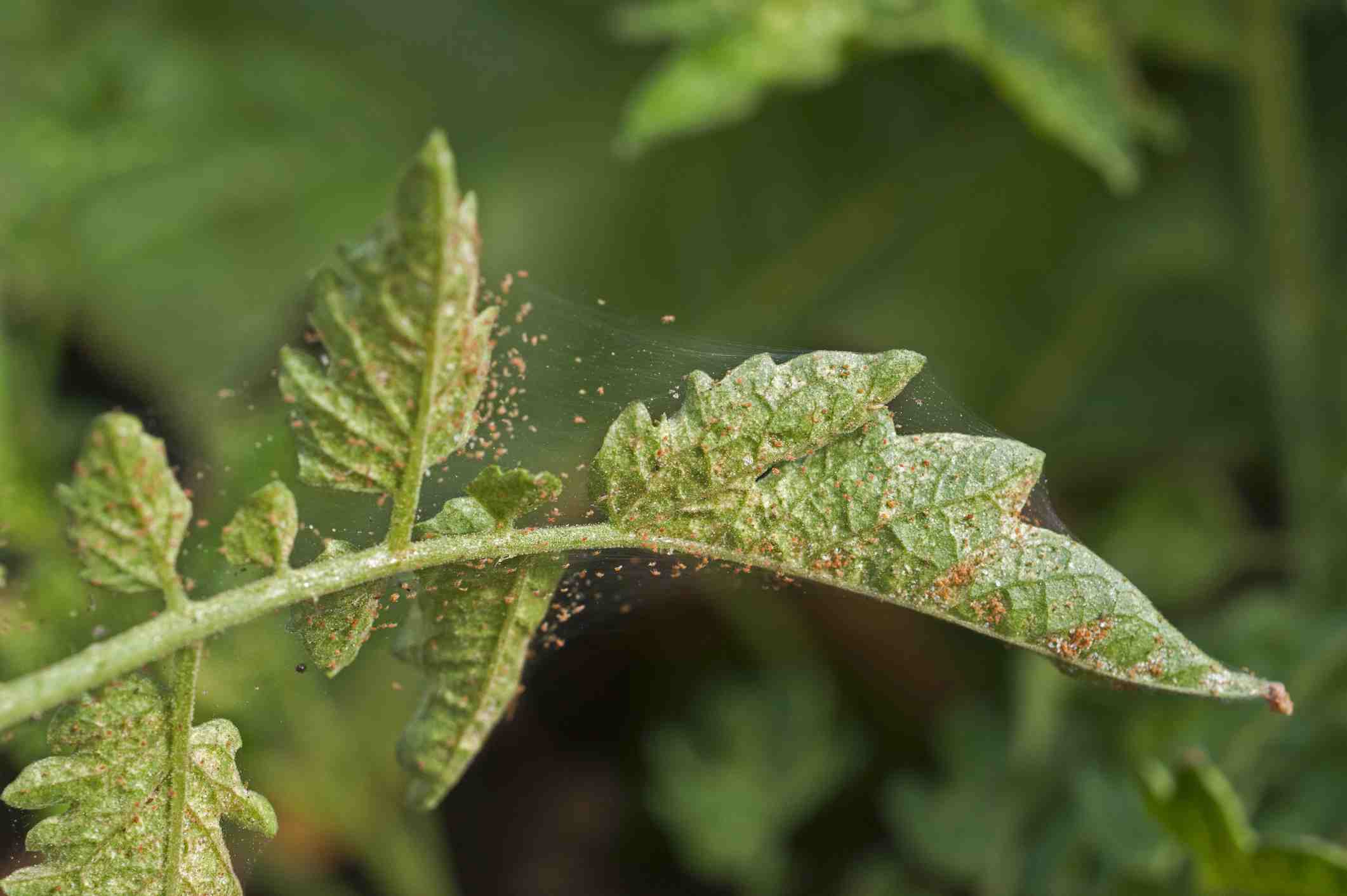 spider mites and their webs on a green plant