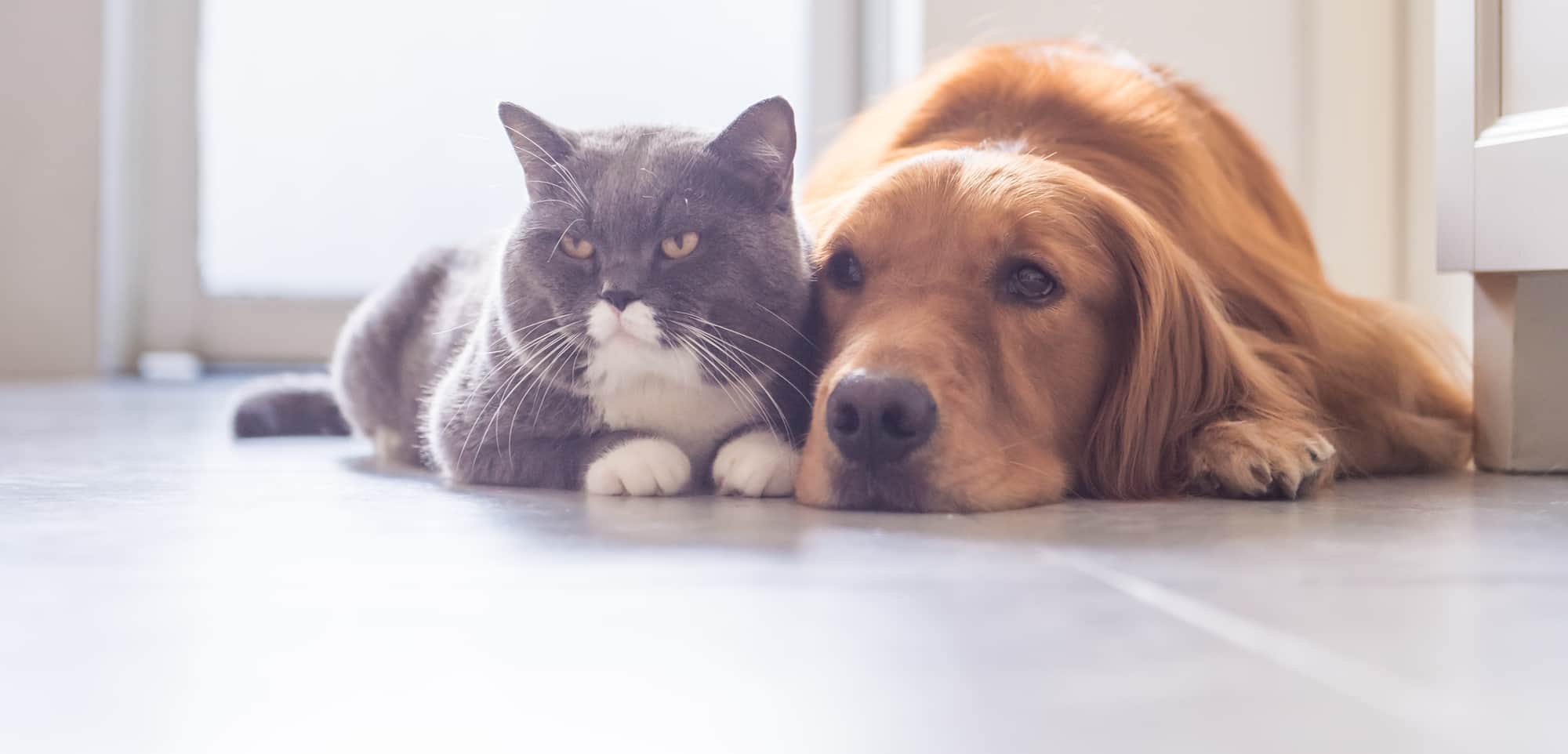 spiders-and-pets-feature