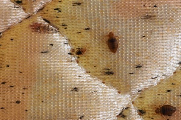bed bug blood stain on mattress