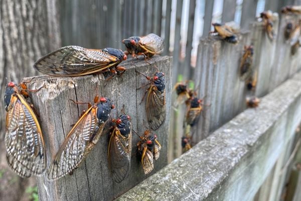 Cicada