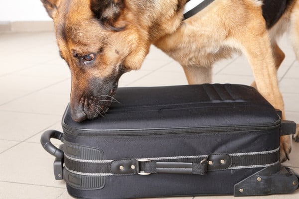 A German Shepherd sniffing a black rolling suitcase on a tile floor during a commercial bed bug control inspection.