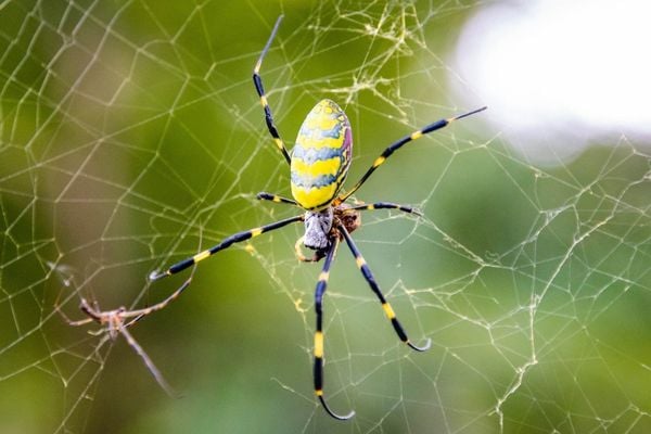 Joro spider