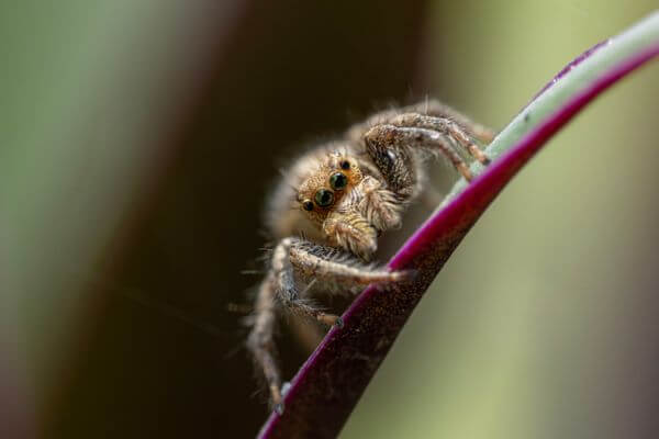 Jumping spider