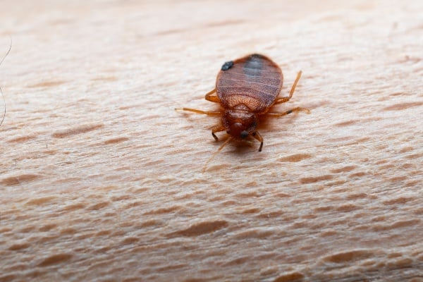 bed bug on human skin