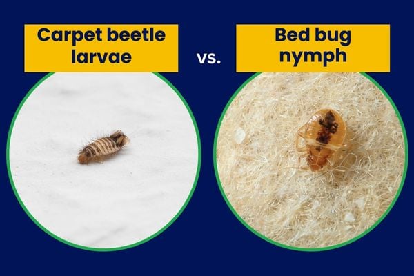 Carpet beetle larvae vs Bed bug nymph