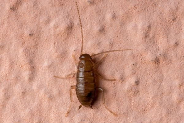 cockroach nymph