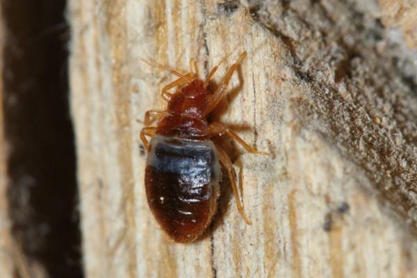 european bat bug