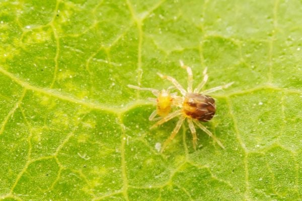 mites