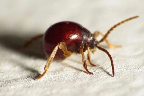spider beetle