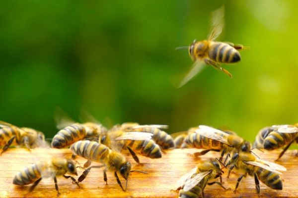 Bunch of bees