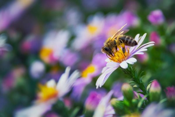 Bee on flower