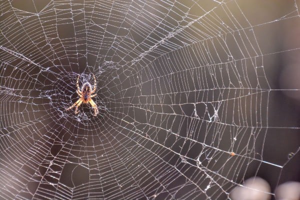 Spider in middle of web