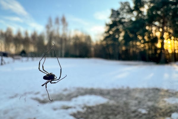 Spider in snow