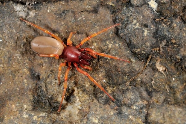 Woodlouse spider top view