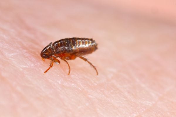 Carpet Beetle